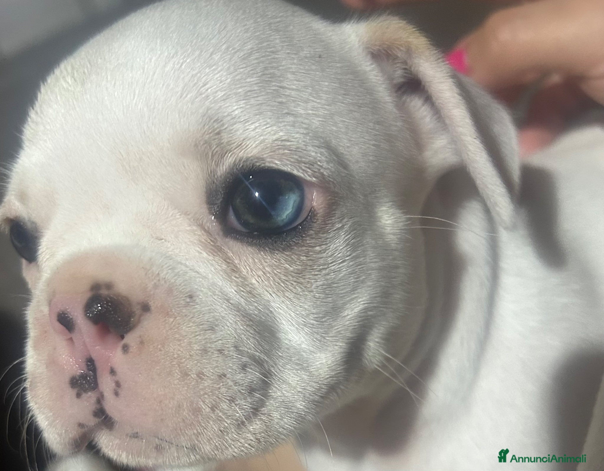 Bulldog Francese cani Cuccioli  - Annuncio 3