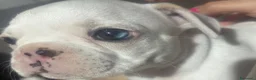 Bulldog Francese cani in vendita: Cuccioli  - Annuncio 1