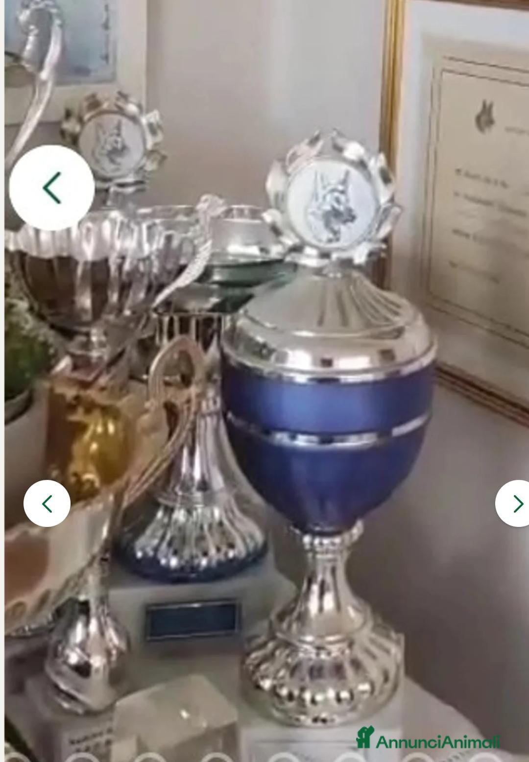 Pastore Tedesco cani in vendita: splendidi cuccioli  - Annuncio 12