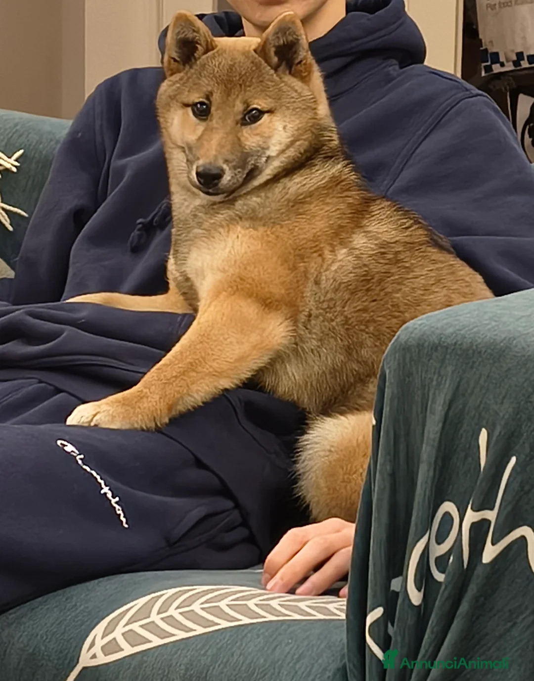 Shiba Inu cani in vendita: Shiba Inu femmina - Annuncio 2