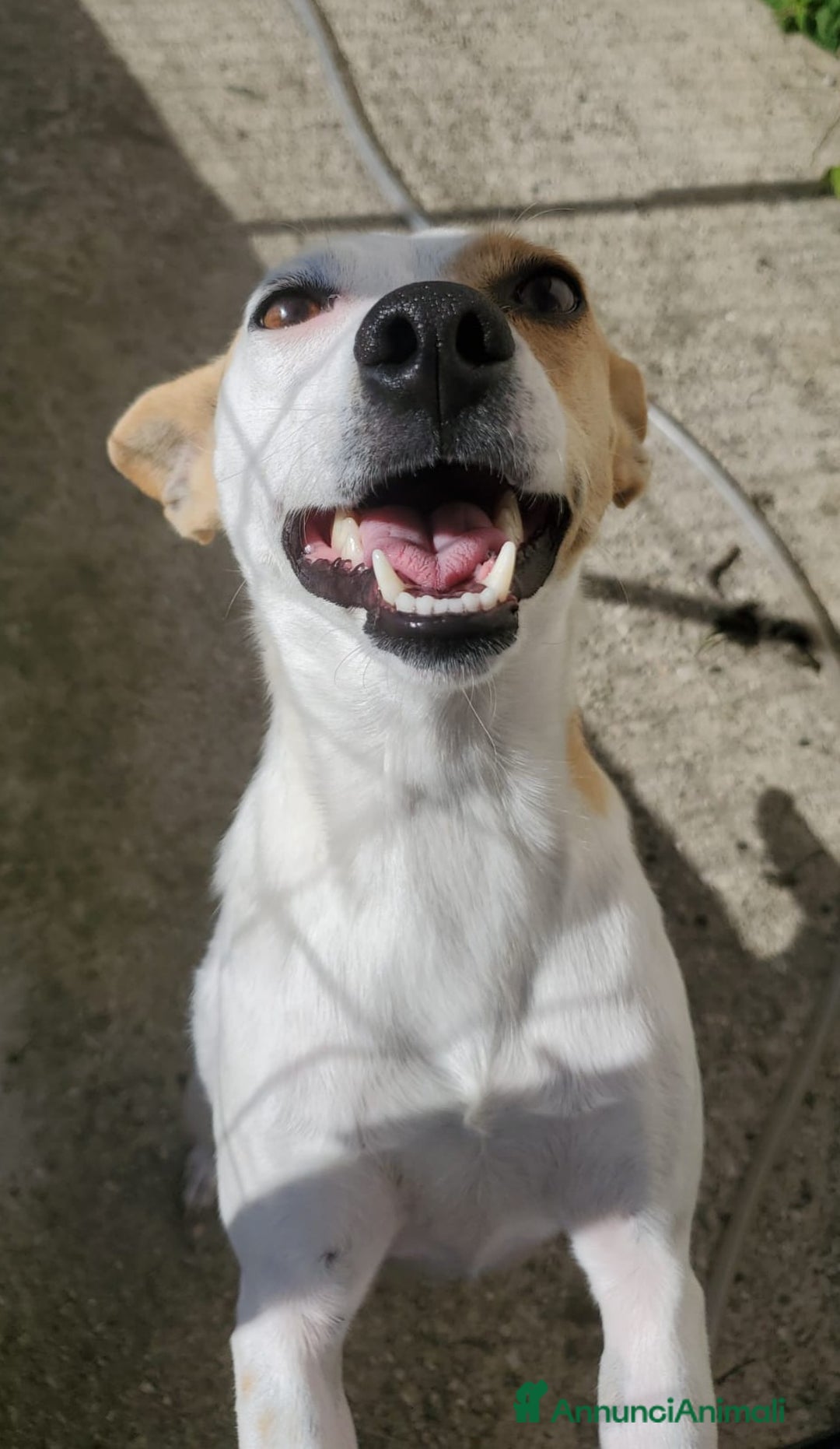 Meticcio cani in regalo: LILLY TAGLIA PICCOLA  - Annuncio 3