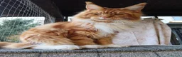 Maine Coon gatti per accoppiamento: Maschio maine coon per accoppiamento  - Annuncio 3