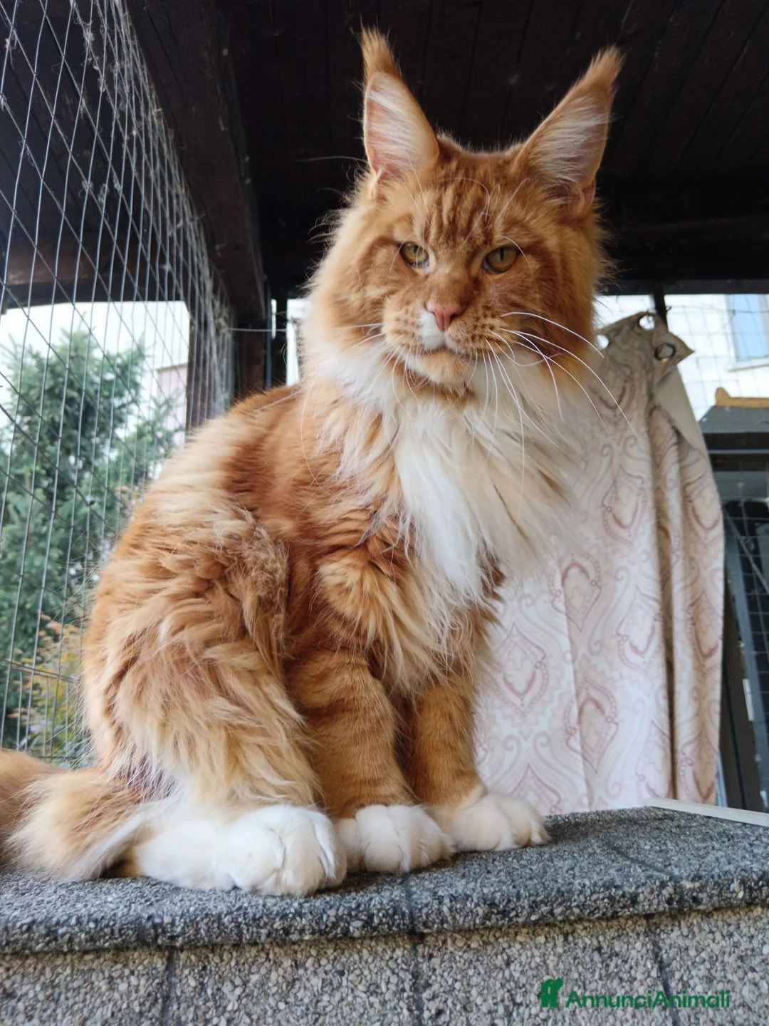 Maine Coon gatti per accoppiamento: Maschio maine coon per accoppiamento  - Annuncio 3
