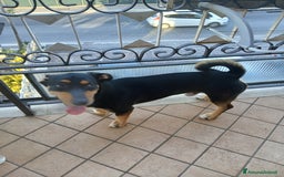 Segugio cani in regalo: Regalo cucciolo  - Immagine 3