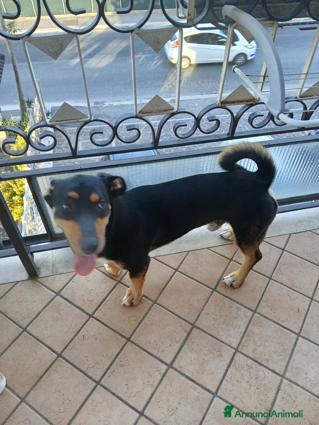 Segugio cani in regalo: Regalo cucciolo  - Immagine 3