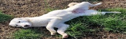 Meticcio cani in regalo: SQUITTY MAREMMANINA IN ADOZIONE a Provincia di Latina - Annuncio 4