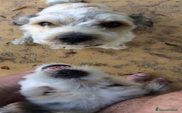 Meticcio cani in regalo: REGALO coppia di cani a Provincia di Bergamo - Immagine 4