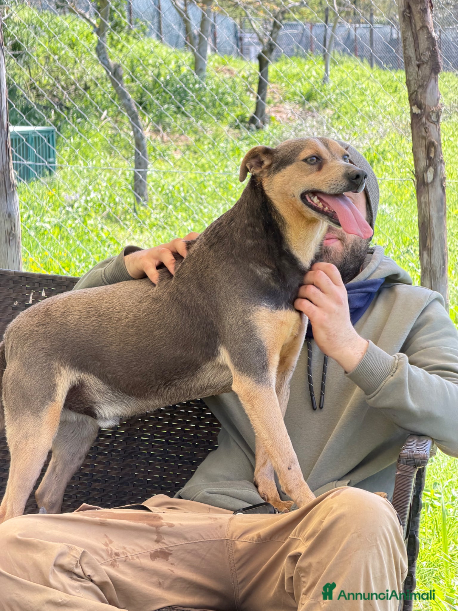 Meticcio cani Ken taglia media - Annuncio 37