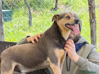 Meticcio cani Ken taglia media - Annuncio 37