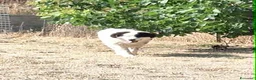 Meticcio cani in regalo: Giulio Cesare spettacolo in adozione  - Annuncio 3