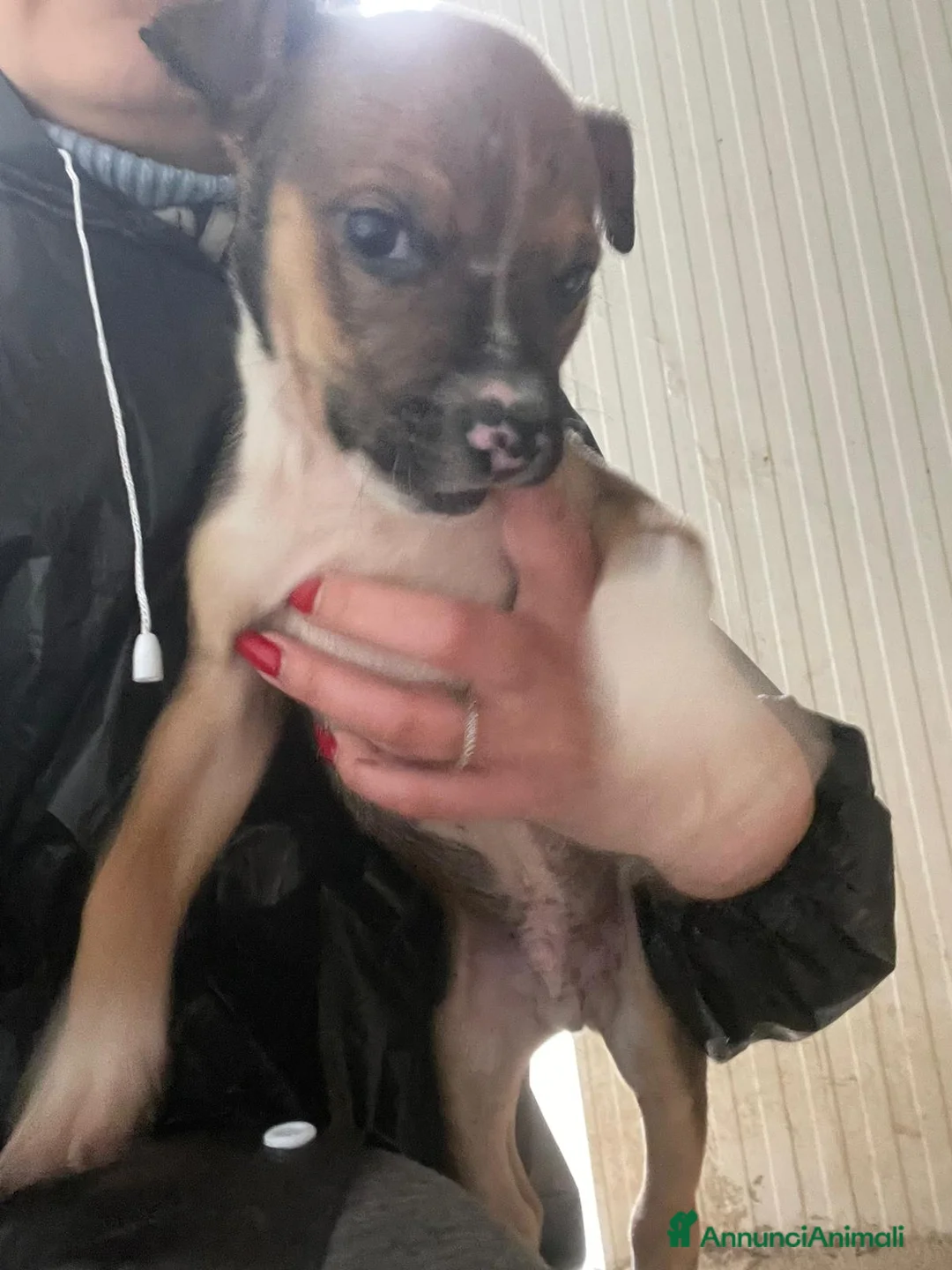 Meticcio cani in regalo: ADOTTACI - Annuncio 6