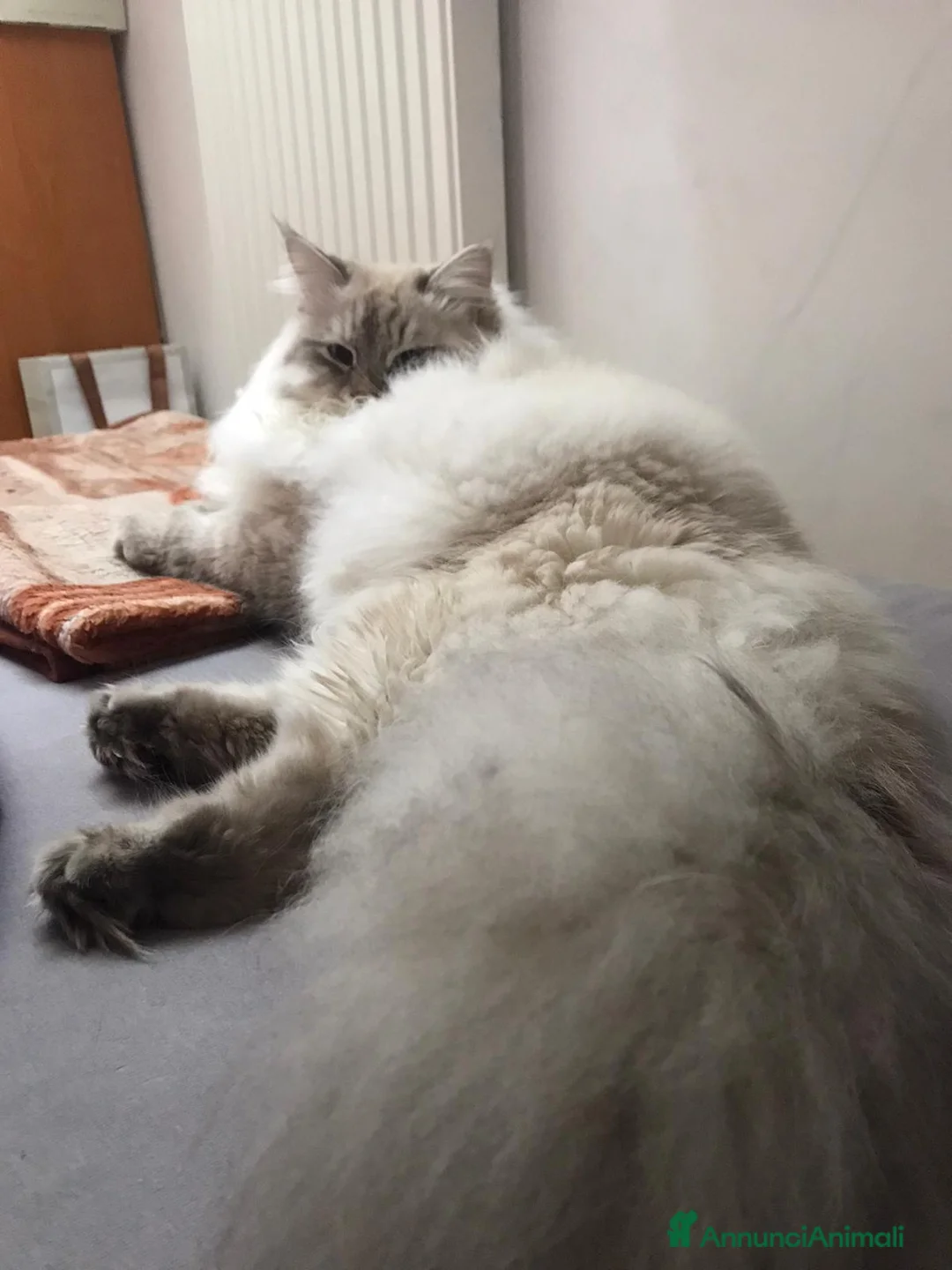 Siberiano gatti per accoppiamento: Stallone siberiano  a Città Metropolitana di Genova - Annuncio 6