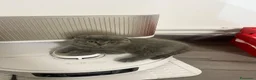 British gatti in vendita: Gattini schottish fold - Annuncio 8