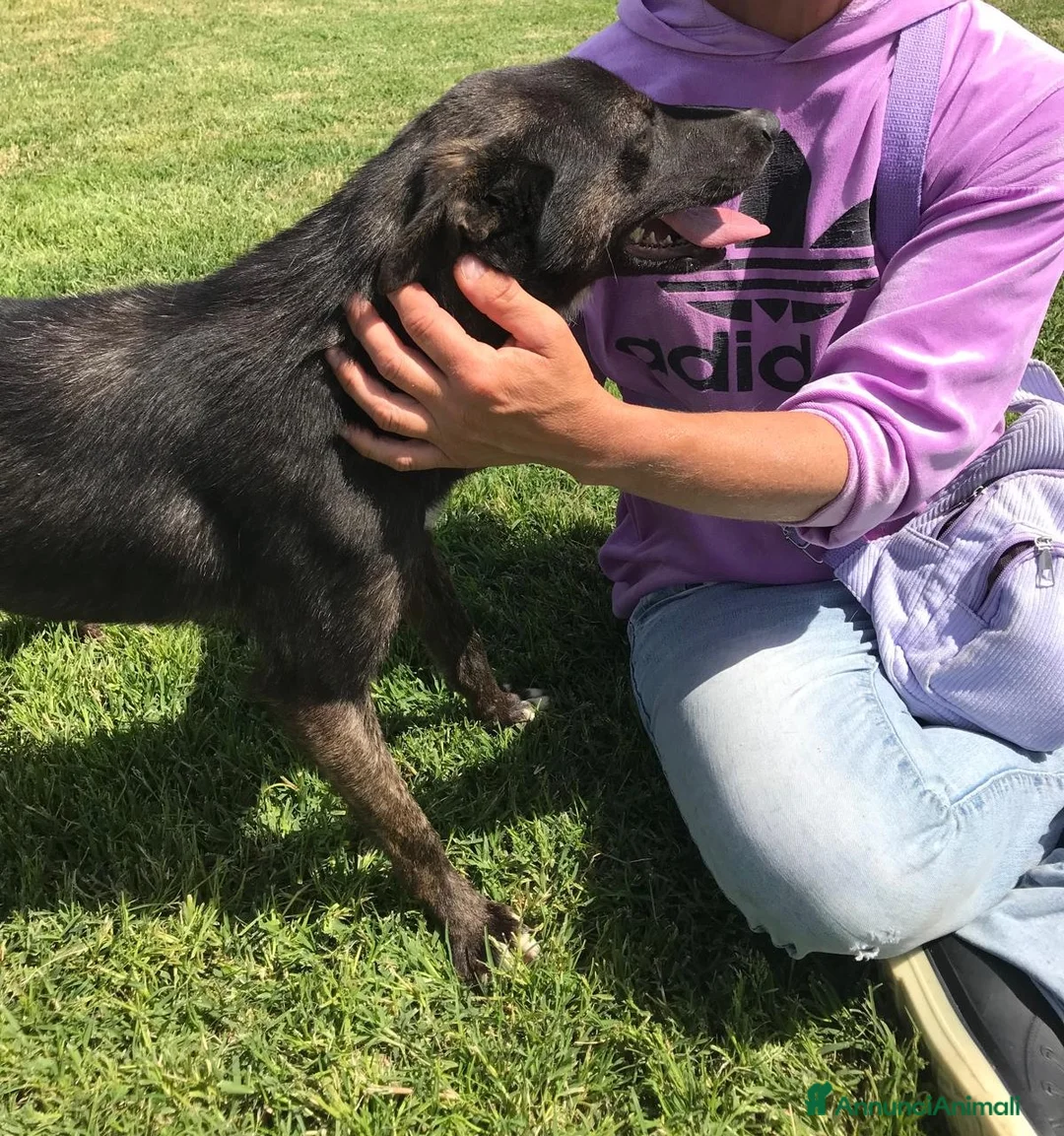 Meticcio cani in regalo: Matilde la meticcetta mora in adozione a Provincia di Latina - Annuncio 7