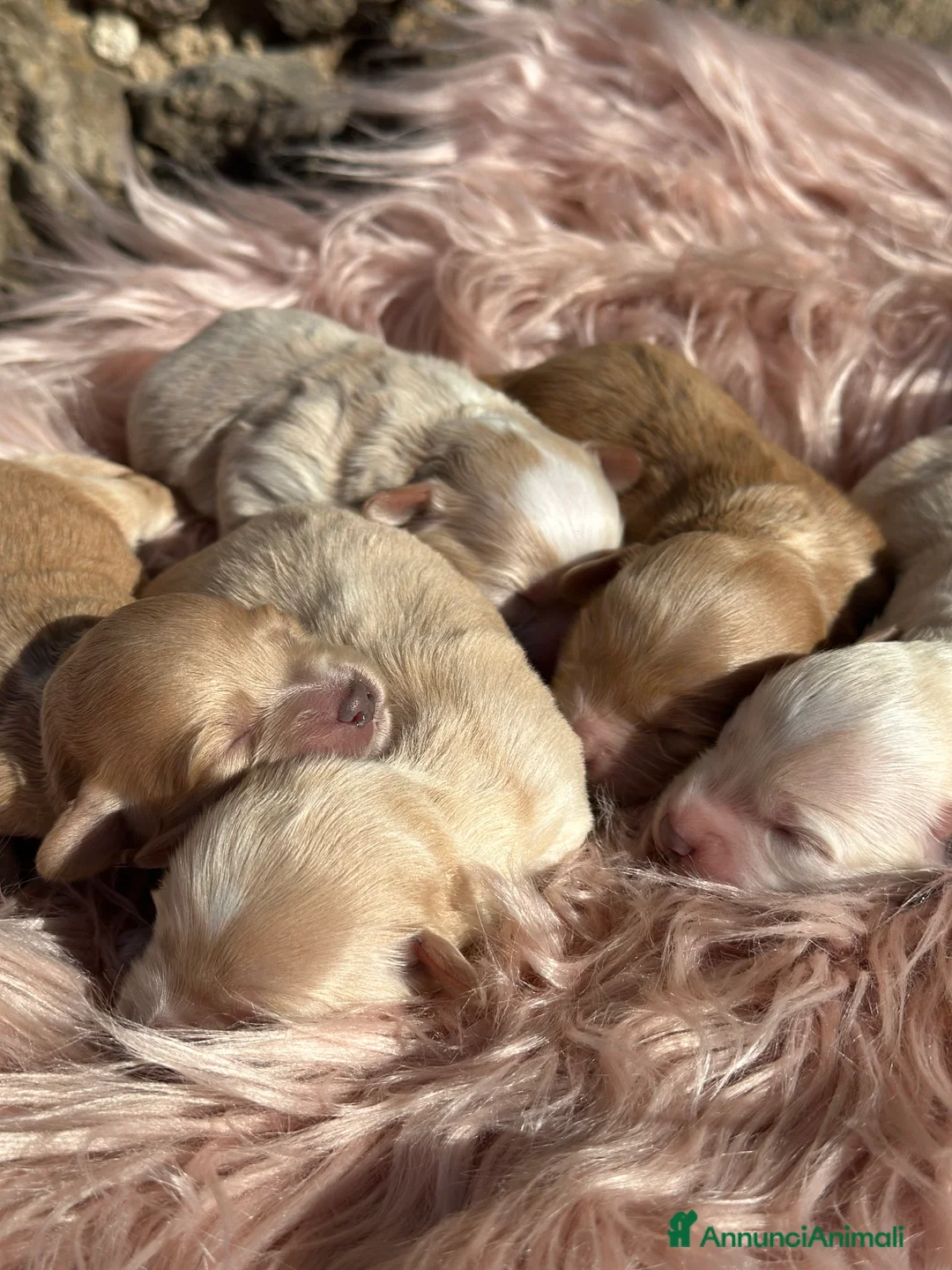 Maltipoo cani in vendita: Cuccioli di Maltipoo - Annuncio 4