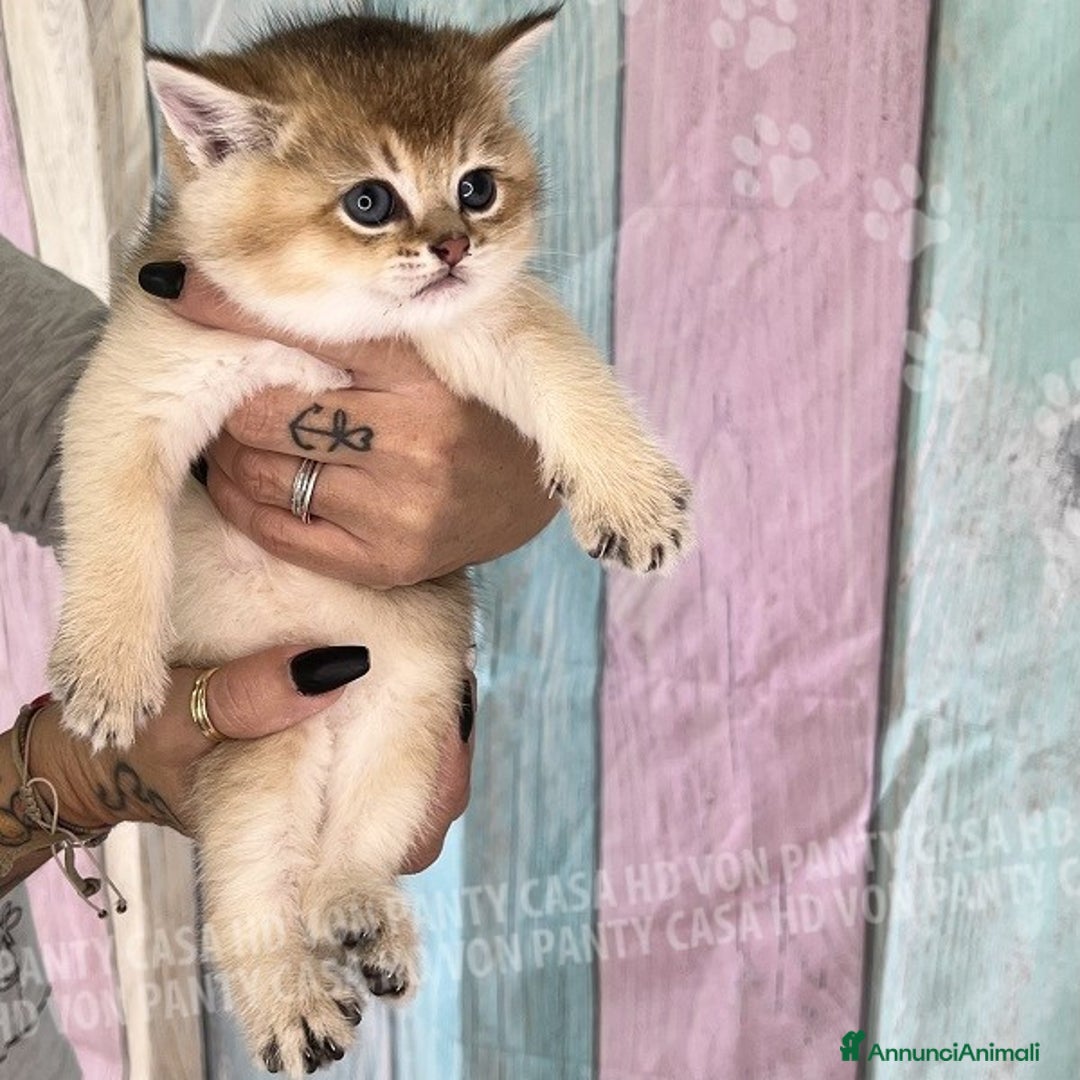 British gatti in vendita: Cuccioli British Shorthair  - Annuncio 9