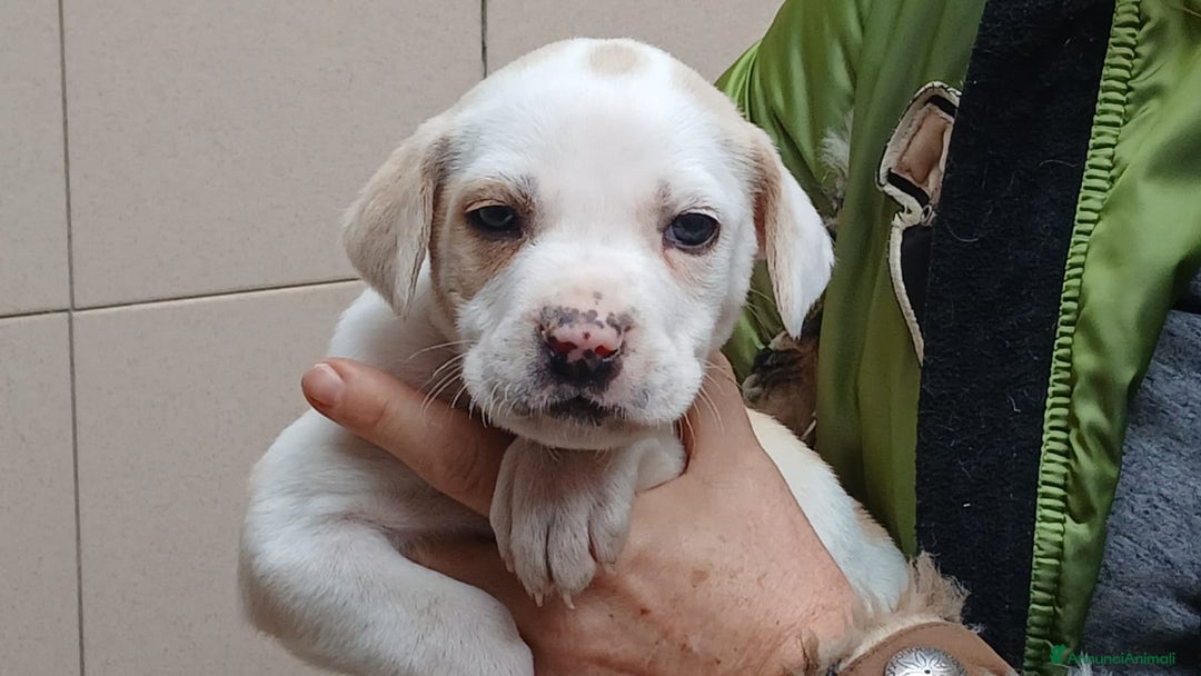 Meticcio cani in regalo: PONGO HA BISOGNO DI UNA CASA E TANTO AMORE - Annuncio 2