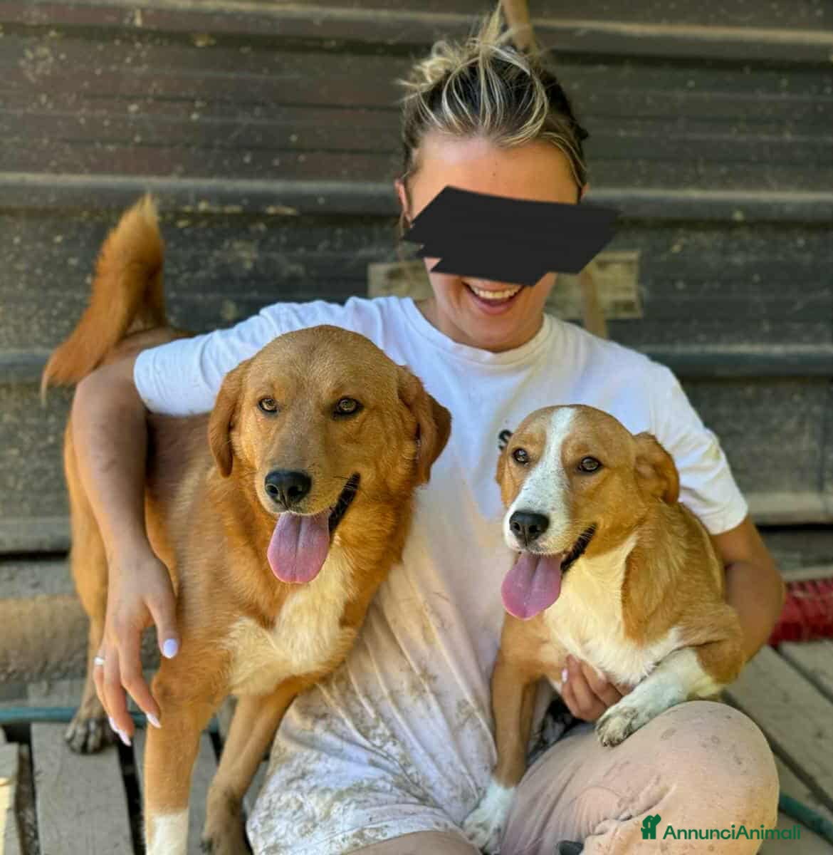 Meticcio cani LIZZY, la nanetta più dolce di tutte! - Annuncio 2