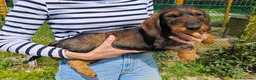 Bassotto cani in vendita: Cucciola di bassotto tedesco a pelo duro - Annuncio 7
