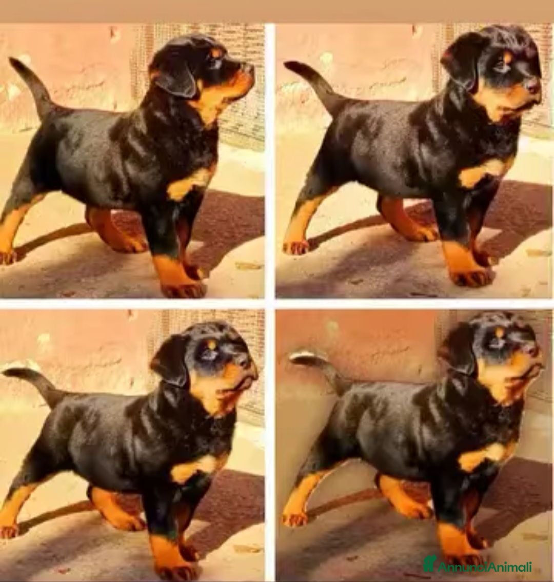 Rottweiler cani Disponibili cuccioli Rottweiler  - Annuncio 4