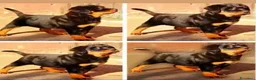 Rottweiler cani in vendita: Disponibili cuccioli Rottweiler  - Annuncio 1