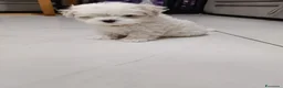 Maltese cani in vendita: Cucciolo maschio Maltese - Annuncio 3