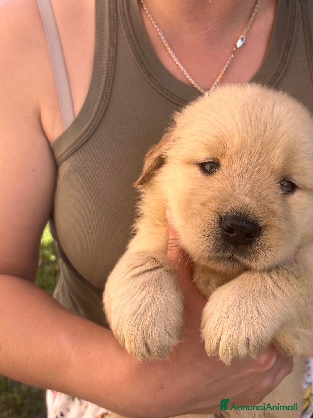Golden Retriever cani in vendita: Cuccioli Golden Retriever Americani 🇺🇸 a Città Metropolitana di Bologna - Immagine 5