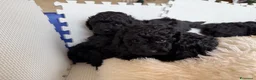 Barboncino cani in vendita: Barboncini nani - Annuncio 7