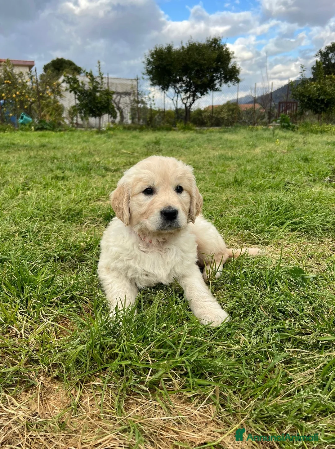 Golden Retriever cani in vendita: Cuccioli Golden Retriver 100% inglese con pedigree a Città metropolitana di Palermo - Annuncio 1
