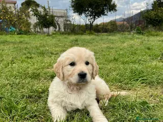 Golden Retriever cani Cuccioli Golden Retriver 100% inglese con pedigree - Annuncio 29