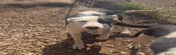 Meticcio cani in regalo: Gypsy peperina dal cuore grande - Annuncio 6