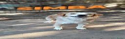 Meticcio cani in regalo: Simba cagnolino spettacolare cerca famiglia a Città metropolitana di Milano - Annuncio 3