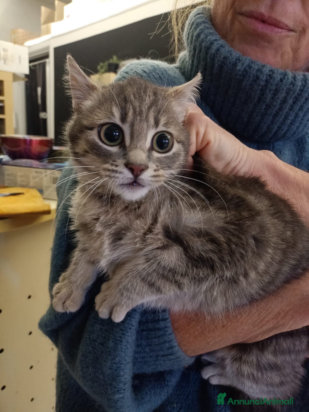 Europeo gatti in regalo: Greys  - Annuncio 3