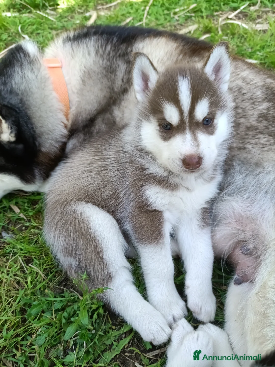 Husky cani in vendita: Cucciolo Siberian husky maschio  a Provincia dell'Aquila - Annuncio 1
