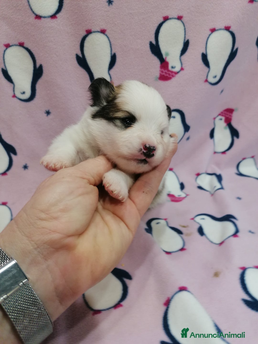 Volpino Pomerania cani in vendita: Volpino Pomerania  - Annuncio 18