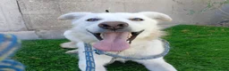 Meticcio cani in regalo: NICLA - Annuncio 3