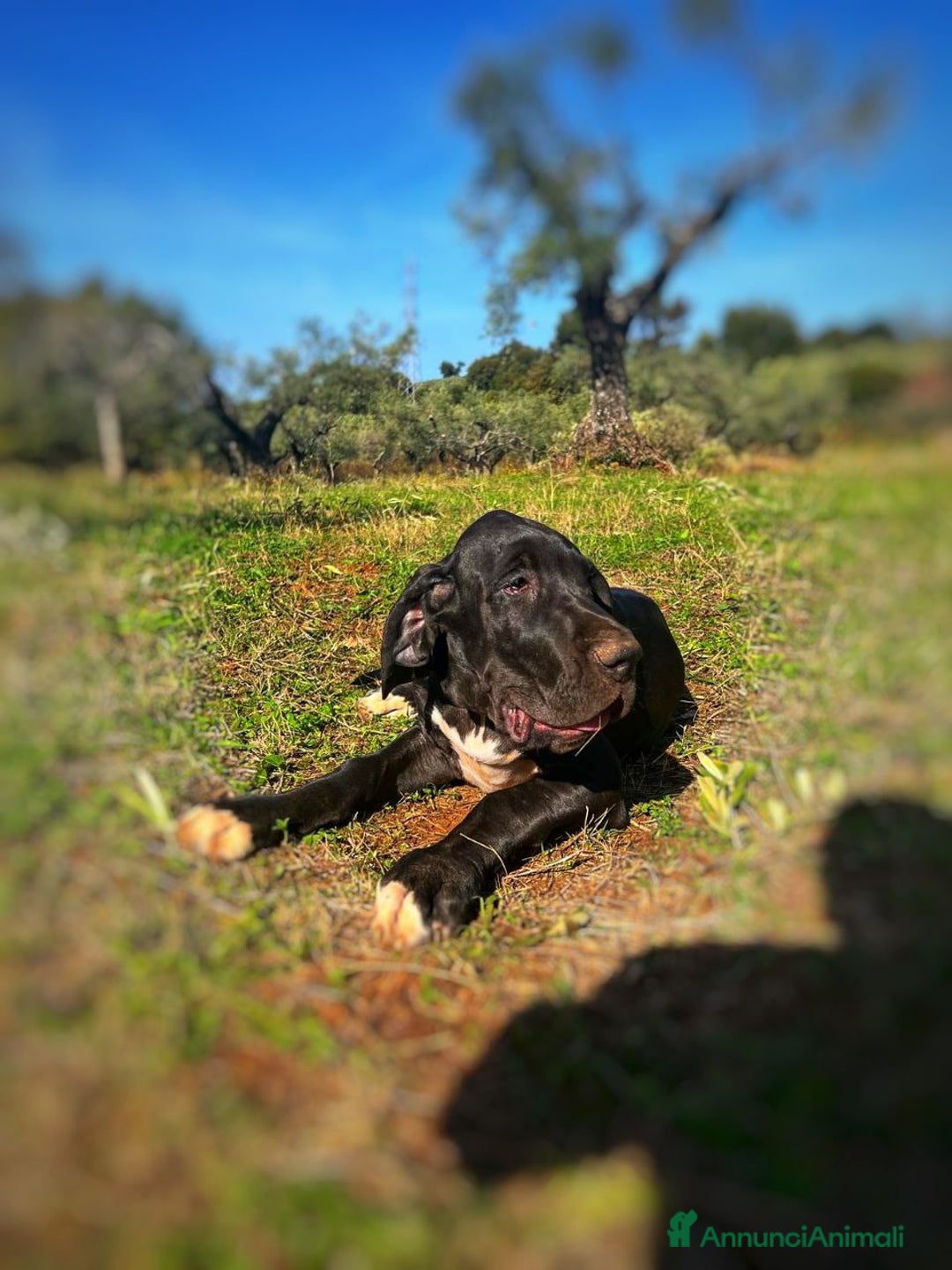 Alano cani in vendita: Cuccioli di Alano nero, ad alta geneaologia - Annuncio 21