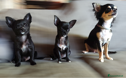 Chihuahua cani in vendita: Chihuahua pelo lungo e corto a Provincia di Brescia - Immagine 3