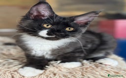 Maine Coon gatti in vendita: Cuccioli di razza Maine Coon pedigree ANFI a Livorno - Immagine 10