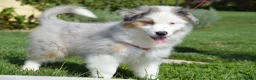 Australian Shepherd cani in vendita: Cucciola Australian Shepherd  - Annuncio 3