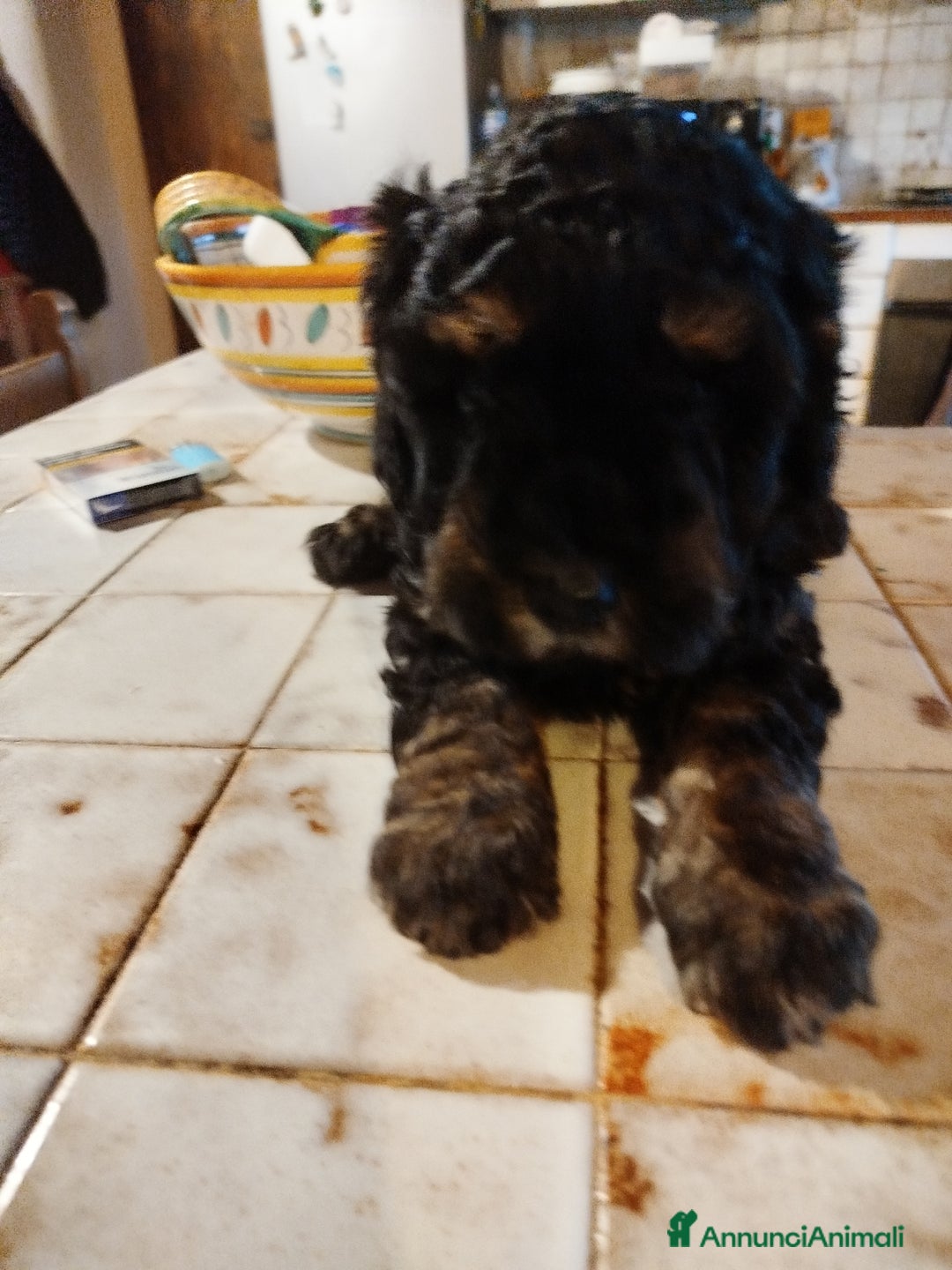 Barboncino cani in vendita: cuccioli Phantom  - Annuncio 12