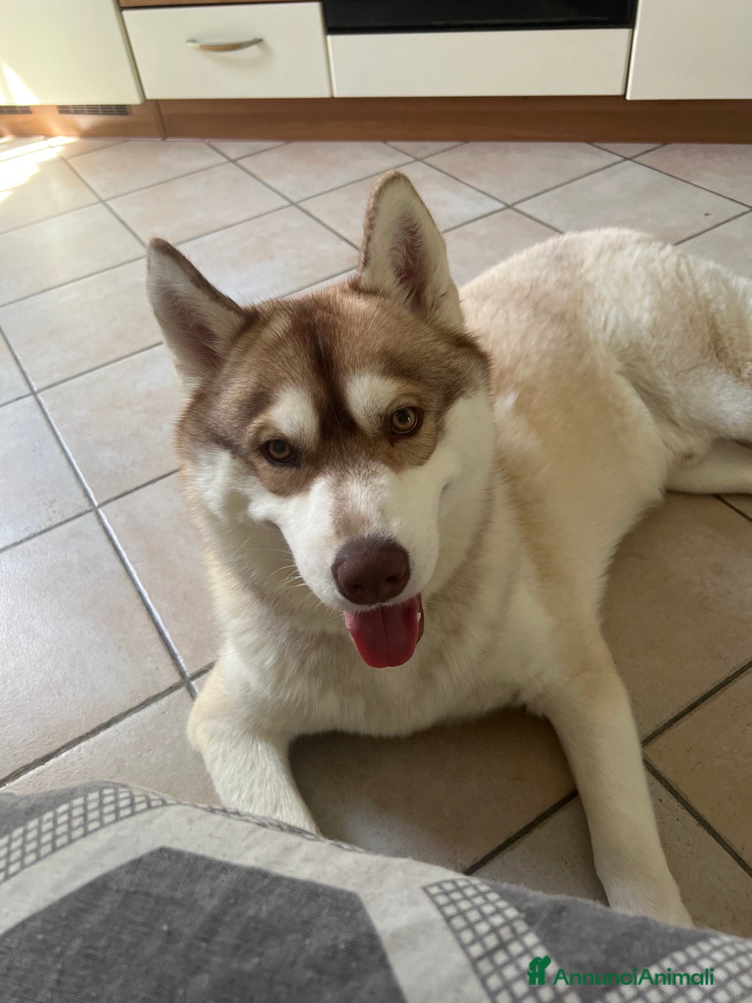 Husky cani per accoppiamento: Dolcissimo Husky per accoppiamento - Annuncio 1