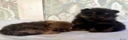 Volpino Pomerania cani in vendita: Bellissimi cuccioli di Pomerania  a Città metropolitana di Roma Capitale - Annuncio 7