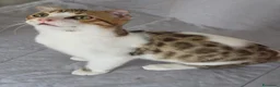 Bengala gatti in vendita: Incrocio Bengala/Scottish  - Annuncio 10