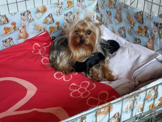 Yorkshire cani Yorkshire toy - Annuncio 1