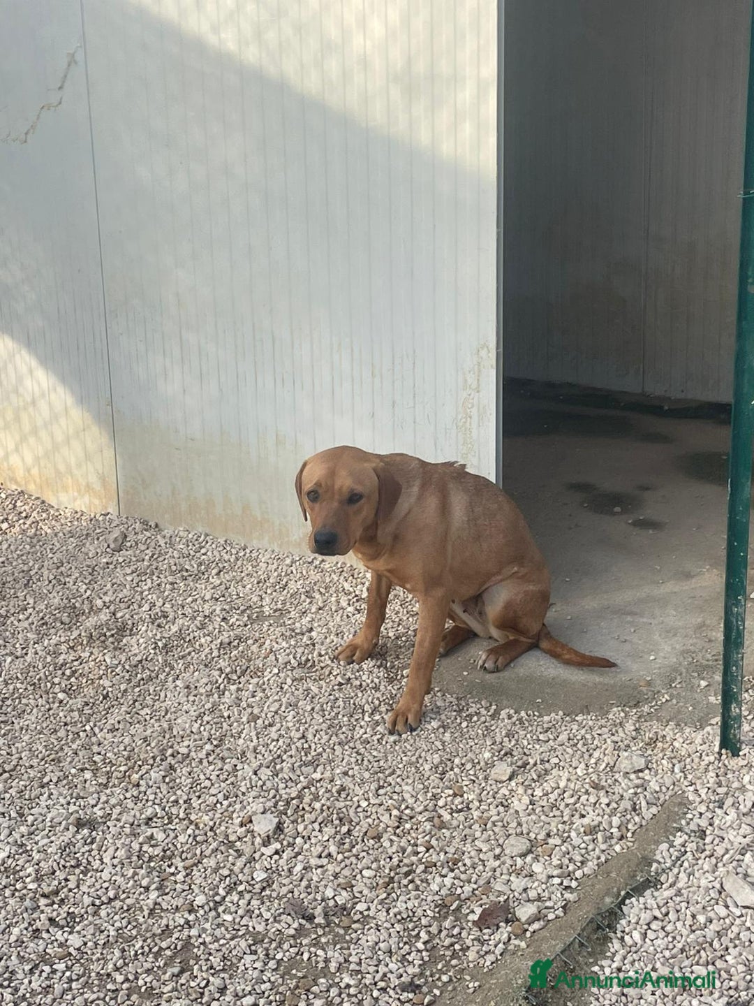 Meticcio cani in regalo: SOS SOS SOS AMERICA - Annuncio 4