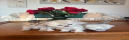 Scottish gatti in vendita: Cuccioli Scottish Fold e straight - Annuncio 2