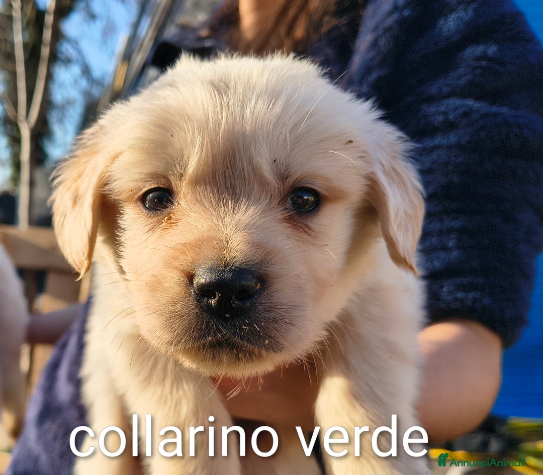 Golden Retriever cani in vendita: Golden angloamericana  - Annuncio 3