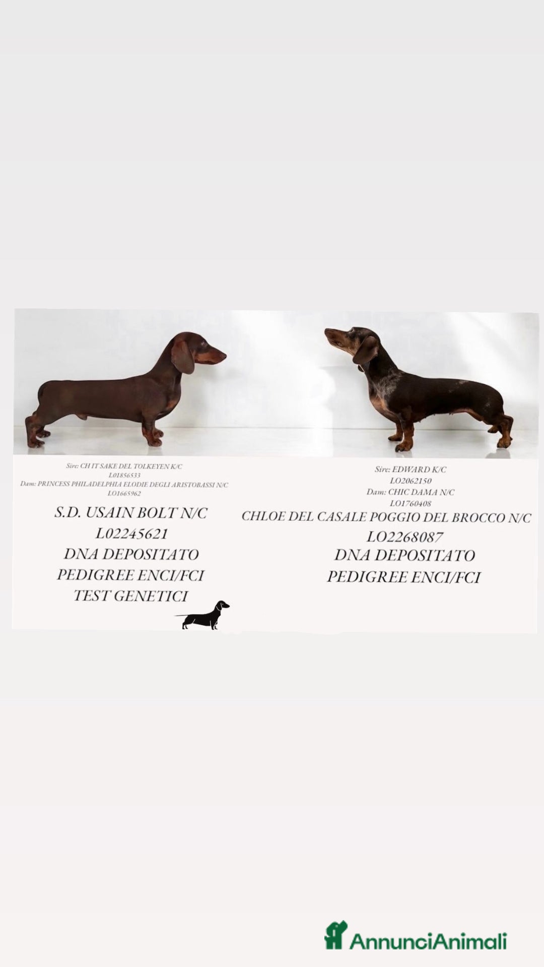 Bassotto cani in vendita: Bassotto chocolate a Città Metropolitana di Napoli - Immagine 5