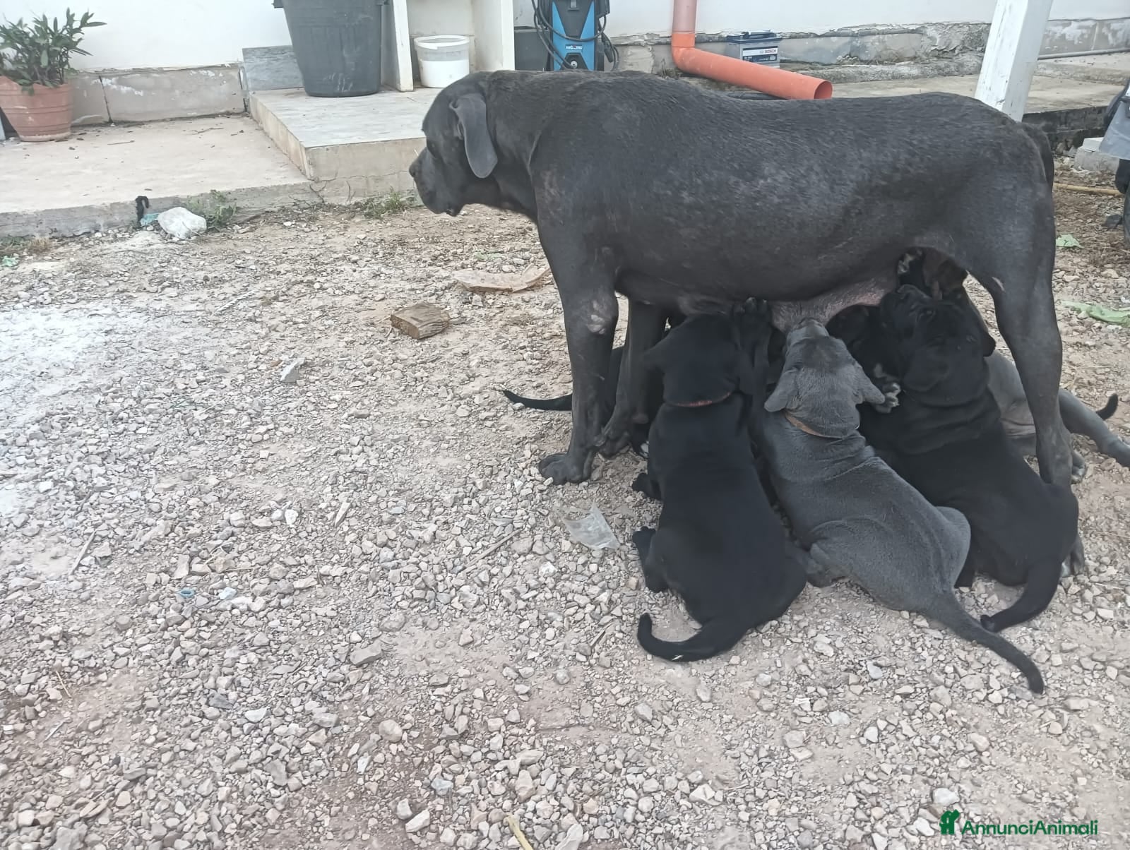 Cane Corso cani Cuccioli di Cane Corso disponibili - Annuncio 1